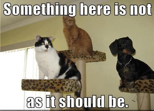Cat photo: Something here is not as it should be.